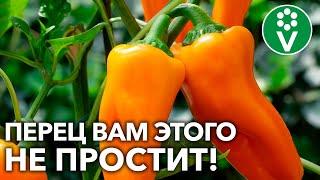 ЭТИ ОШИБКИ УХОДА ЗА ПЕРЦЕМ В АВГУСТЕ ДЕЛАЮТ ПОЧТИ ВСЕ!  ВЫ ТОЖЕ?