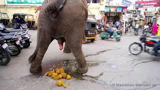 big shit: elephant´s toilet at Udaipur