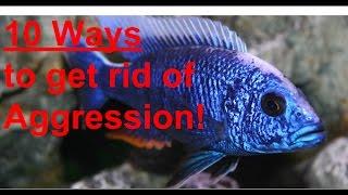 10 TIPS TO REDUCE CICHLID AGGRESSION