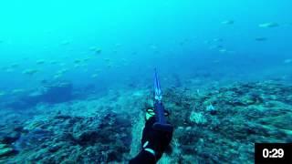 Spearfishing Gold Coast - Parrotfish