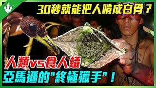 當1800個人遇上200萬隻螞蟻！看完30秒後的這一幕，你再也不敢踩螞蟻了！