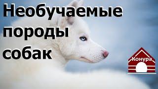 114. Породы собак которые не поддаются дрессировке. Необучаемые собаки