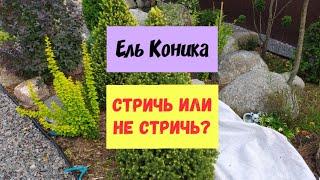 Ель Коника.Стричь или не стричь?