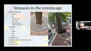 Challenges of Planting and Maintaining Street Trees