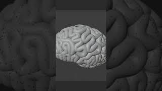 Brain in #blender3d.. #3dmodeling #3dinspiration