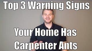 Top 3 Warning Signs Your Home Has Carpenter Ants