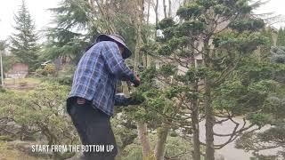 Hinoki cedar Japanese pruning - Okada earthscape