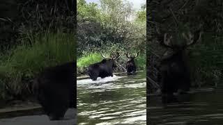 Love fly fishing...FOR MOOSE     #shorts #short #shortvideo