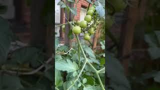 Unripe Cherry Tomatoes | #shorts