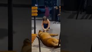 Dog love️ #cute #dog #doglover #dogshorts #viralshort #viralreels #viralvideo #trending