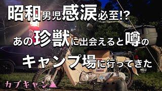 【カブキャン▲】昭和男児感涙必至！？あの珍獣に出会えると噂のキャンプ場に行ってきた