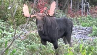 Moose Calling 2015