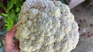 When to Harvest Cauliflower