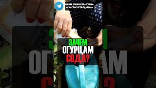Действенное Применение Соды Для Огурцов #огород #дача #огурцы