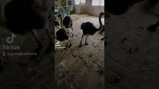 how fast does an #ostrich grow? #shorts #grandmallama