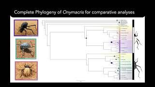 Iris Quayle - Creating a complete UCE phylogeny for the charismatic genus Onymacris