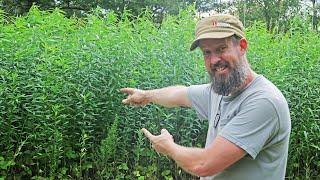 HOW TO GROW YOUR OWN COMPOST (This Took only TWO MONTHS!)