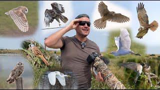 Elmley Nature Reserve Raptor Fest! Friend's Late Opening 1st August. Canon R7 & RF 200-800mm.