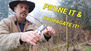 How to prune your blueberries, I also recommend taking waste to propagate new bushes.