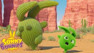 Hopper's Cactus Friend - Sunny Bunnies | Cartoons For Kids