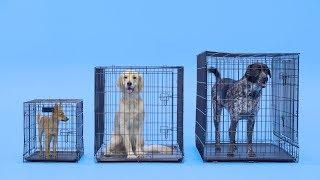 Dog Crate Size: What Size Dog Crate is Best? | Chewy