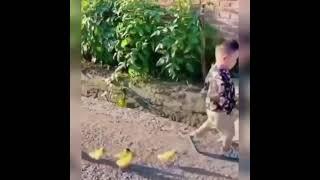 #утята