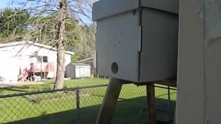 Beekeeping 2016 Swarm box with scout bee's?