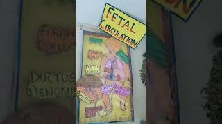fetal circulation project in college @ college life #nursingofficer #aiims #aiimsrishikesh #dream
