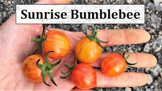 Artisan "Sunrise Bumblebee" - Wunderschöne, gestreifte Tomate von Fred Hempel - Ertragreich!