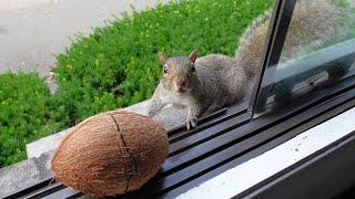 Squirrels' reactions to a whole coconut, with an unexpected turn