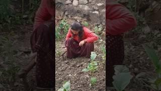 Morning Routine of Village ll Harvest green Vegetables ll #nigrali #morningroutine #minivlog7