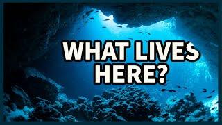 The Unsolved Mysteries of the Mariana Trench