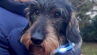 Dachshund Teddy joins the Christmas lights crew 