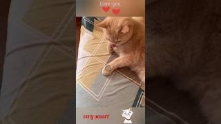 smart cat cute moment ‍