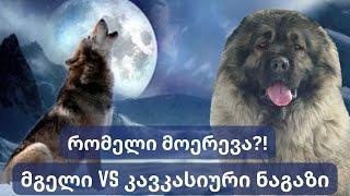 კავკასიური ნაგაზი მგლის წინააღმდეგ | Caucasian sheep-dog vs wolf | Кавказская  овчарка  против волка