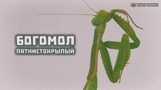 Богомол пятнистокрылый (Ирис). В живой природе и при содержании в неволе. // Clever Cricket