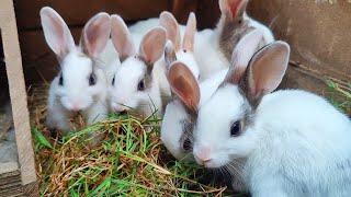 New Baby Rabbits on my DoDo HosS farm