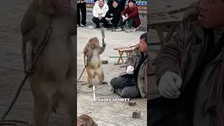 This monkey is very angry！#animals