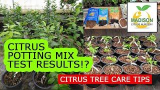 Citrus Potting Mix RESULTS! - 5-1-1, Big Box Mix, Madison Citrus Mix - Which is best after 8 months?