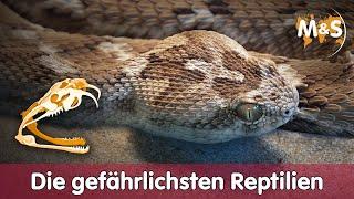  Die gefährlichsten Reptilien der Welt 