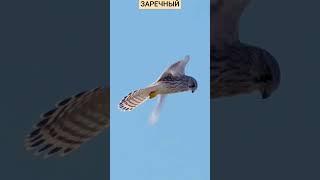 Прерванный#полет Орла#евгенийкунгуров с нами