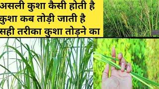 असली कुशा जिसके बिना पूजा है अधूरी | कैसे पहचानें असली कुशा को | Kusha Grass Importance & Vidhi