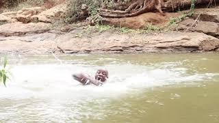 How to swim using freestyle technique with your head up