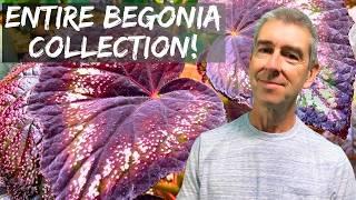 If you love Begonias - watch this now! Find your next Begonia here...