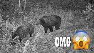 HILARIOUS! BEAR SCARING THE WILD BOAR