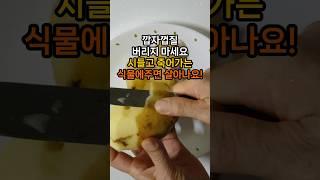 깝자껍질 버리지 마세요! 시들고 죽어가는 식물에 주면 살아납니다. 감자껍질 비료 만들기 #식물비료 #식물영양제 #감자껍질비료 #천연비료
