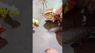 How SNAKEHEAD FISH vs LION - SNAKEHEAD FISH #shorts  #fish #channa #viralvideo