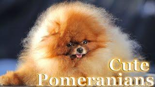 Pomeranian dogs - funny dogs. #pomeranians #pomeraniandogs