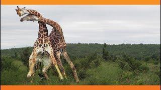 Giraffes Fighting