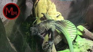 Mr. Mesozoic Meets, the Sailfin Lizard!